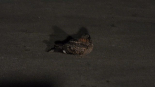 Indian Nightjar - ML631368555