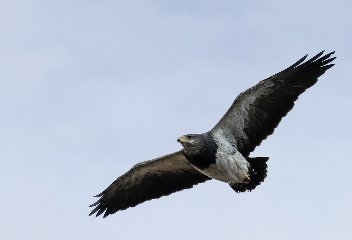 Black-chested Buzzard-Eagle - ML631368576
