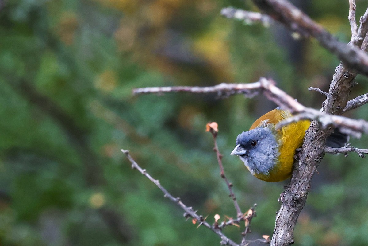 Patagonian Sierra Finch - ML631368604