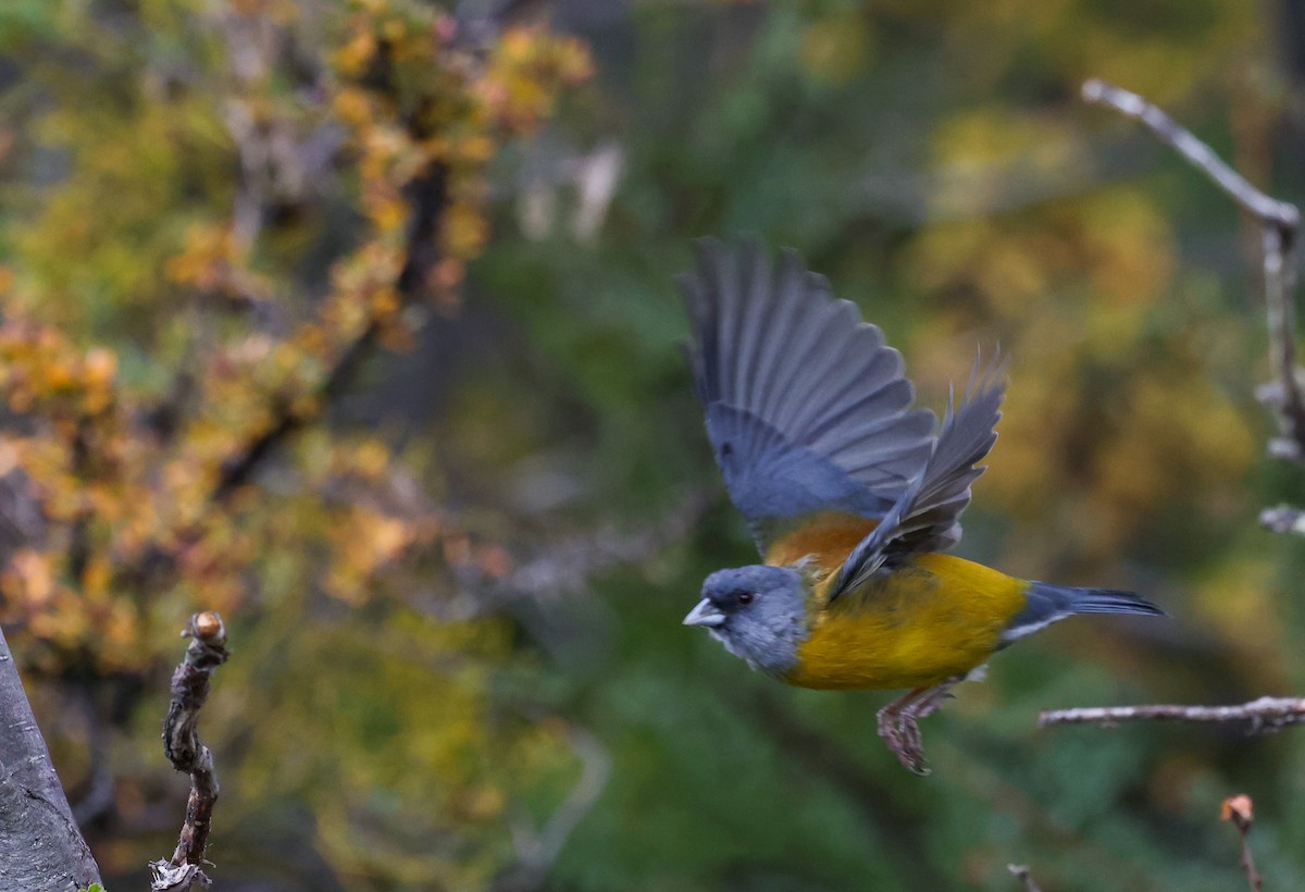 Patagonian Sierra Finch - ML631368605