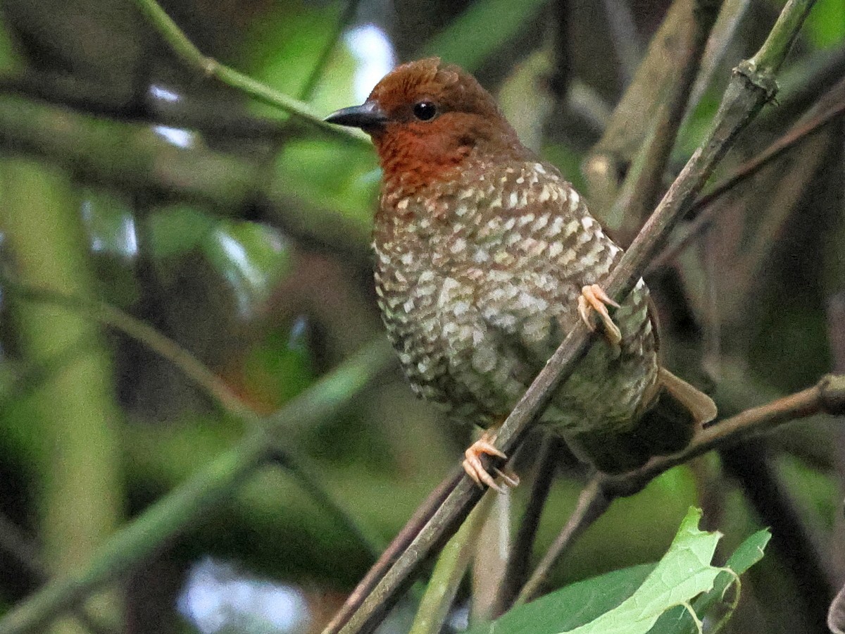Jameson's Antpecker - ML631368627