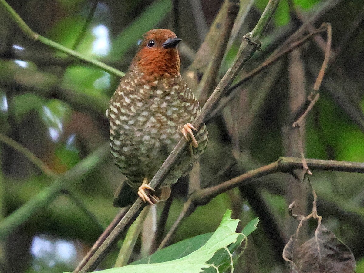 Jameson's Antpecker - ML631368628