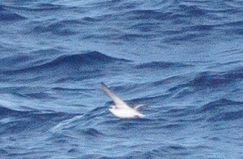 Red Phalarope - ML631368664