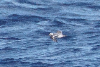 Red Phalarope - ML631368665