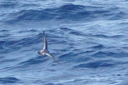 Red Phalarope - ML631368666