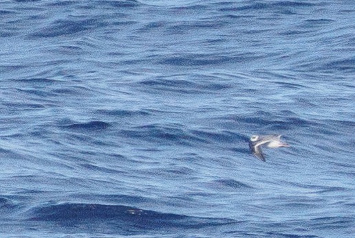 Red Phalarope - ML631368667