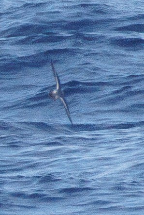 Red Phalarope - ML631368668