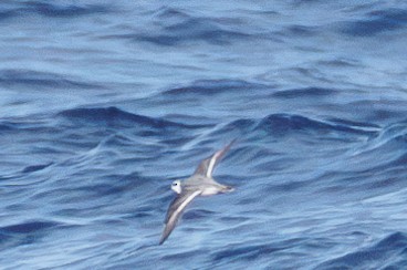 Red Phalarope - ML631368669