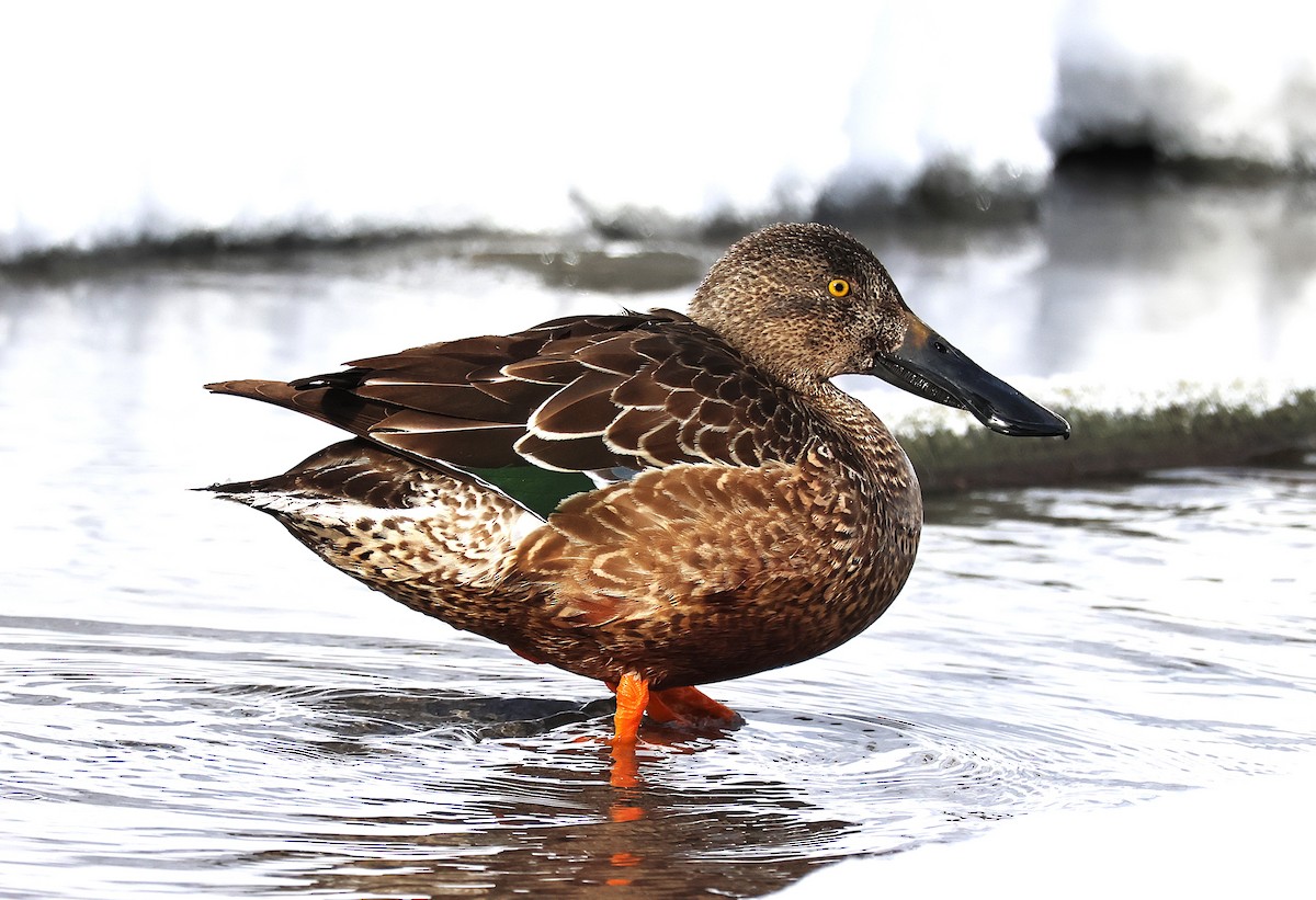 Northern Shoveler - ML631368898