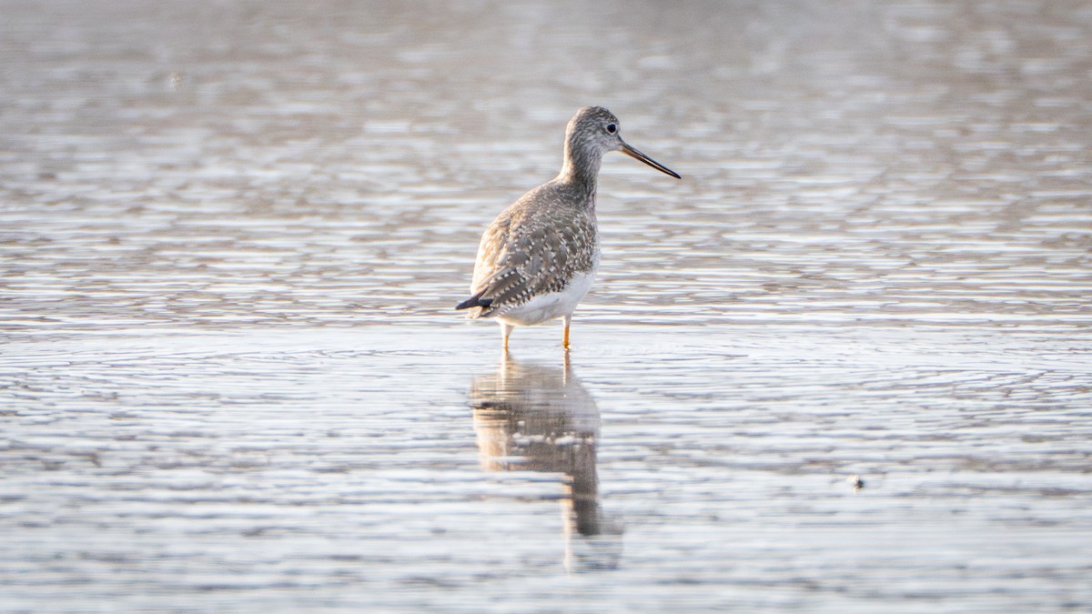 Greater Yellowlegs - ML631368950