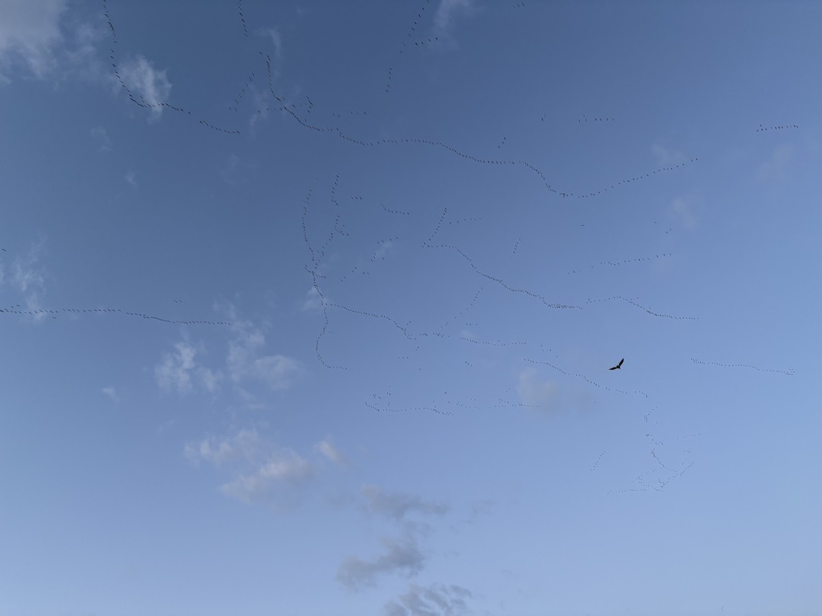 Snow Goose - ML631369088