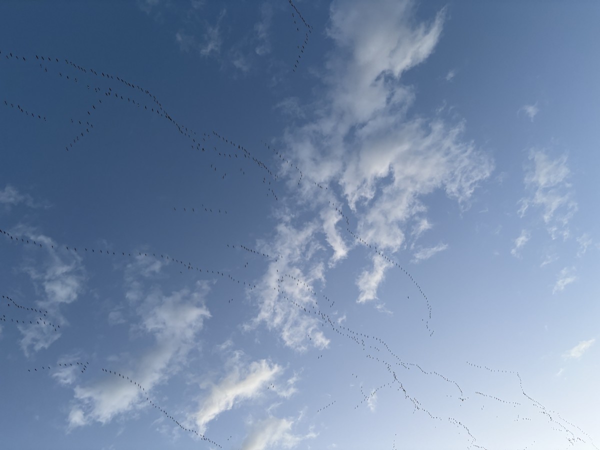 Snow Goose - ML631369089