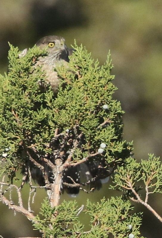 Cooper's Hawk - ML63136921