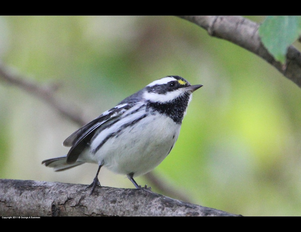 gråparula - ML631369226