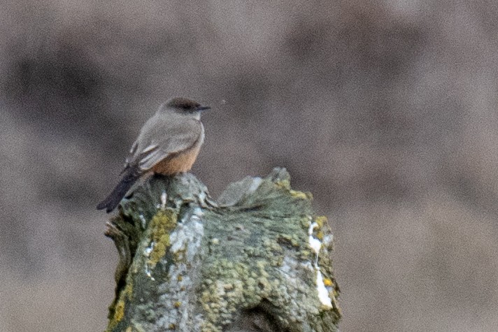 Say's Phoebe - ML631369296