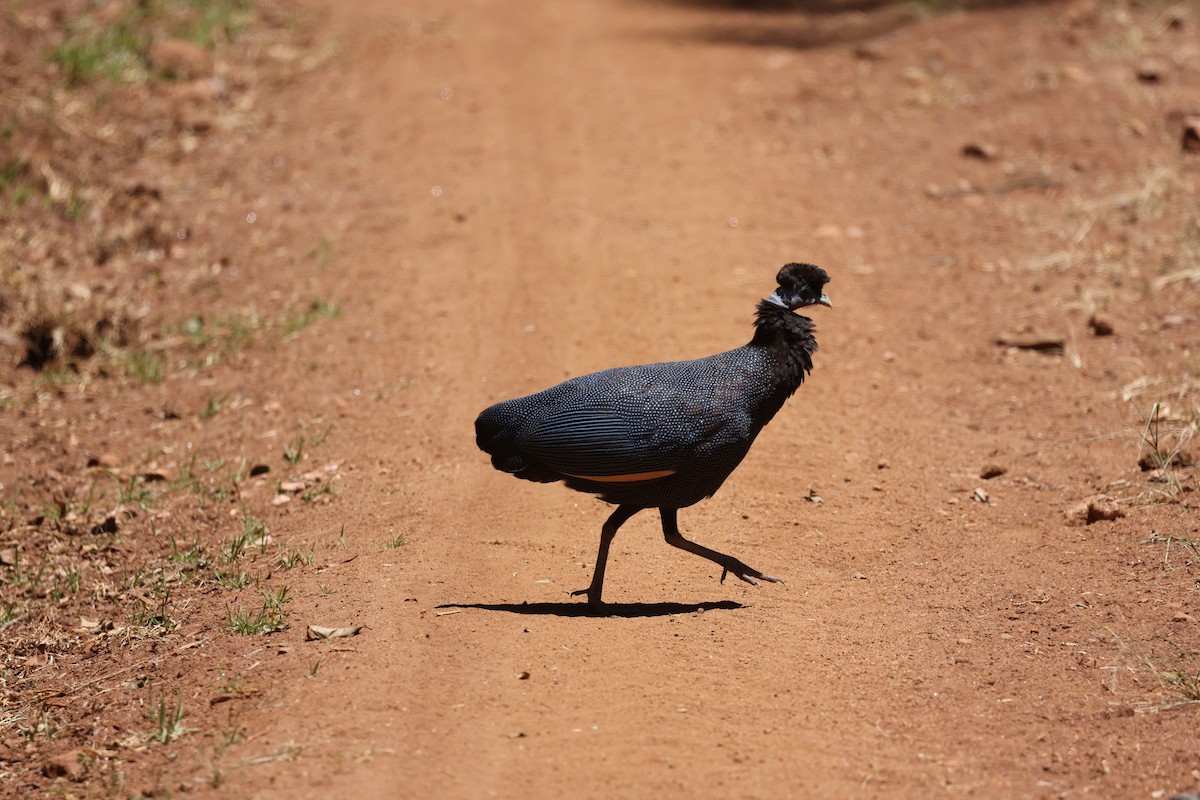 Western Crested Guineafowl - ML631369509