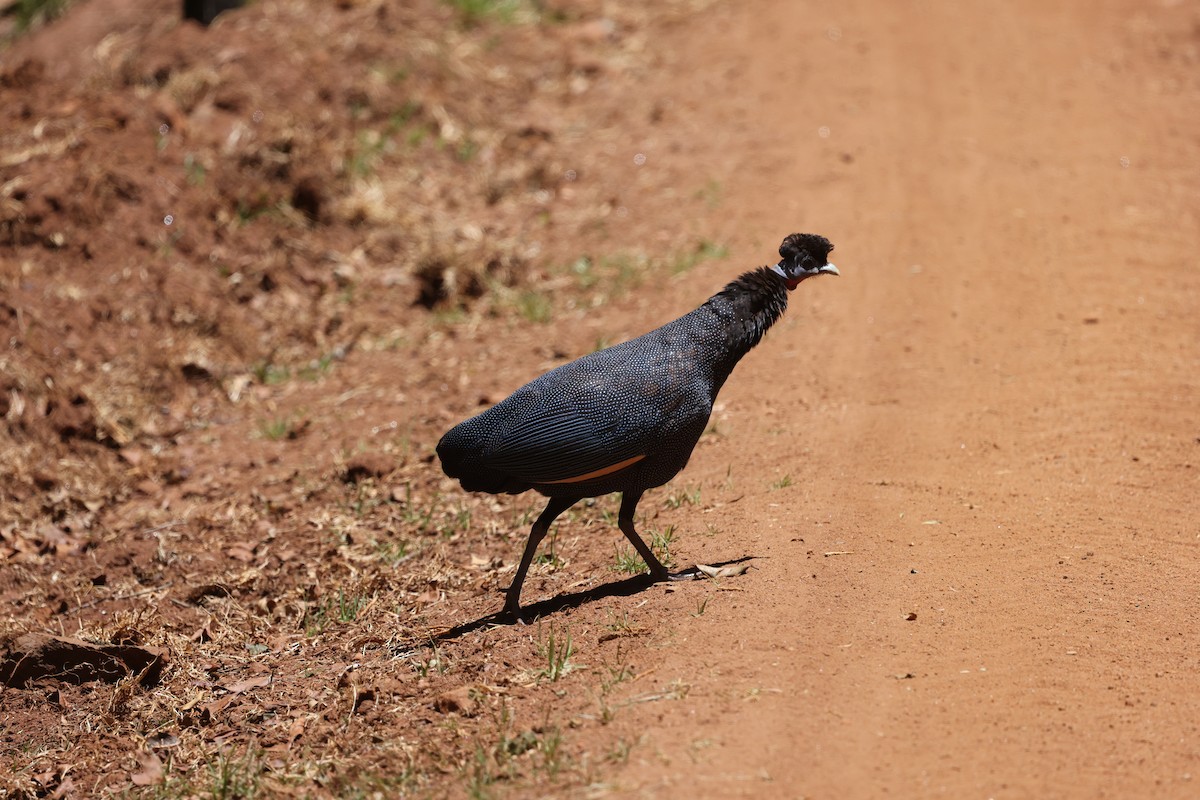 Western Crested Guineafowl - ML631369510