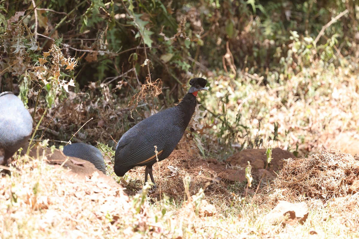 Western Crested Guineafowl - ML631369511
