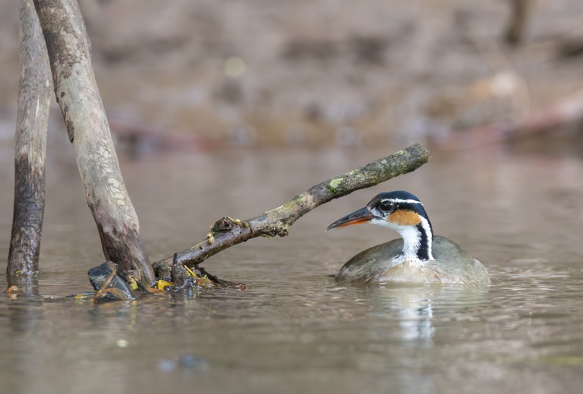 Sungrebe - ML631369587