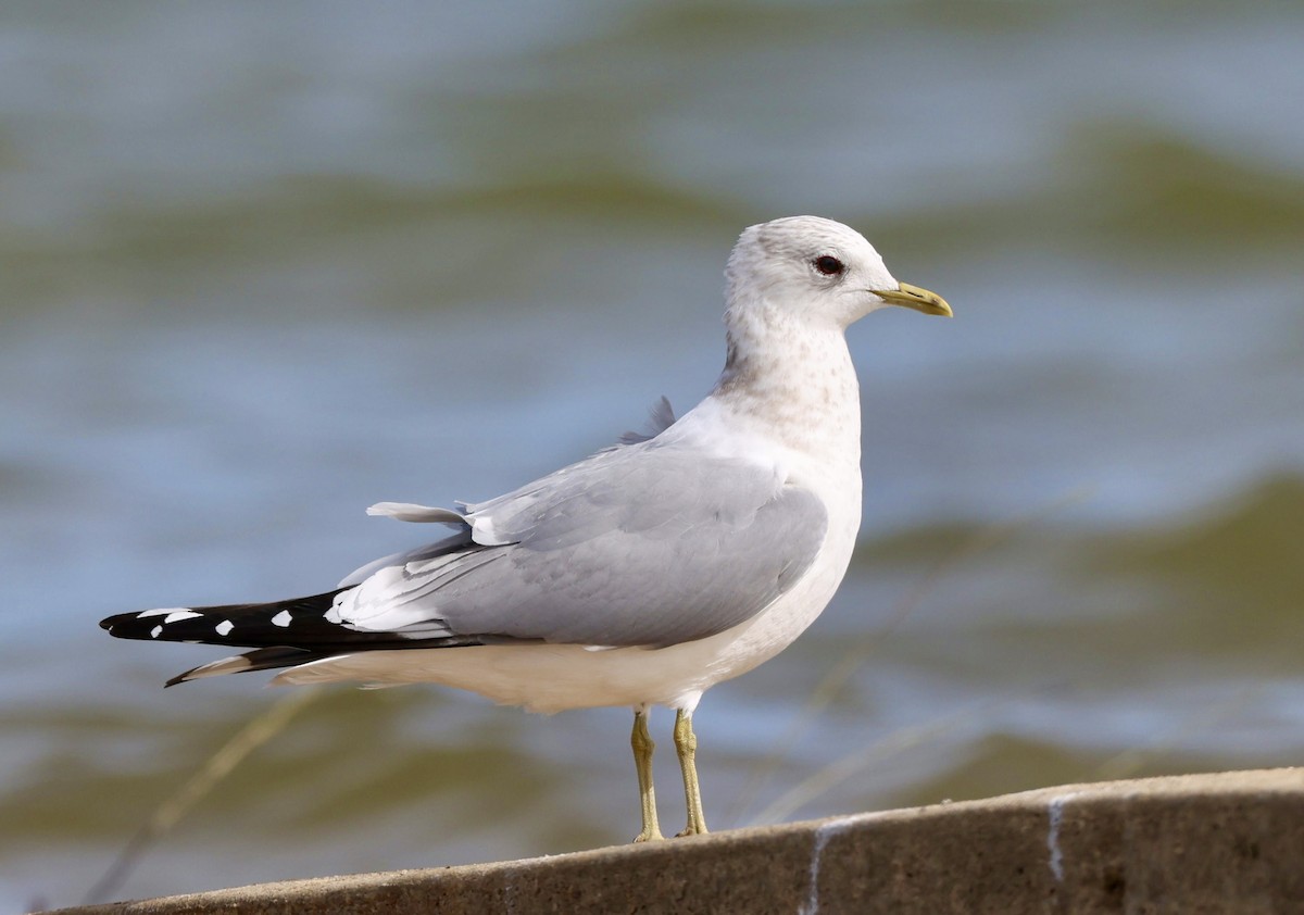 Short-billed Gull - ML631369643