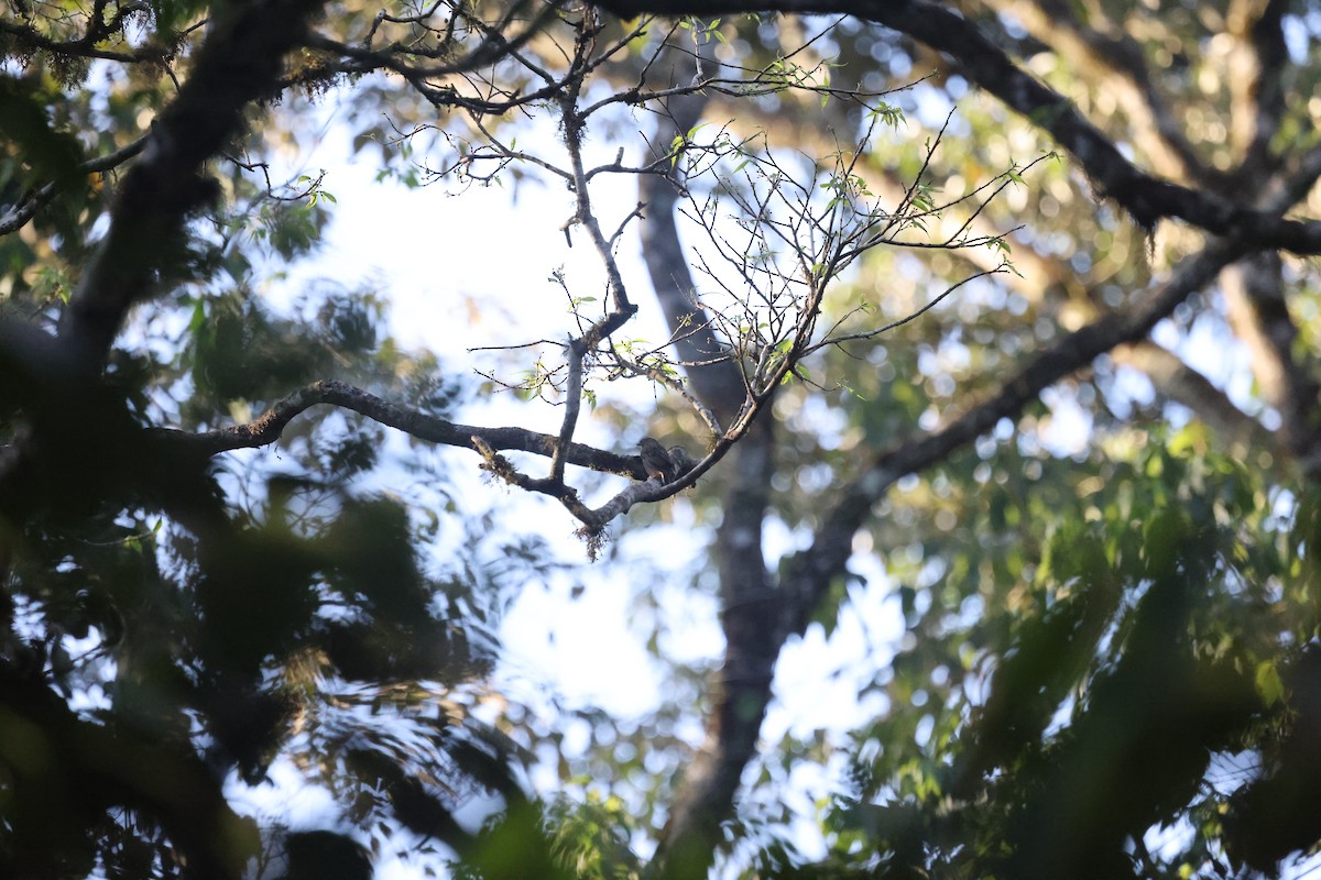 Least Honeyguide - ML631369830