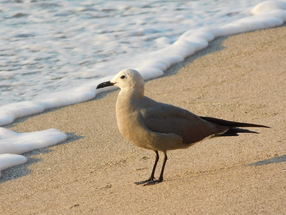 Gray Gull - ML631369856