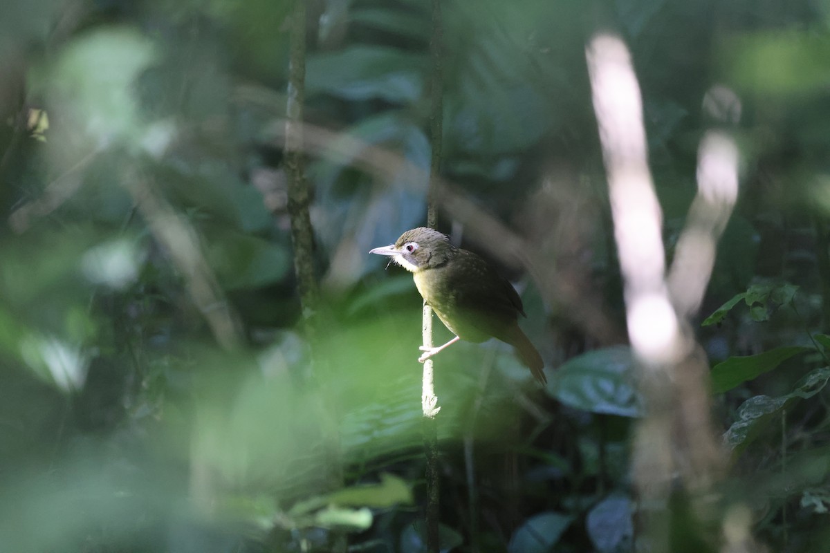 Red-tailed Bristlebill - ML631369873