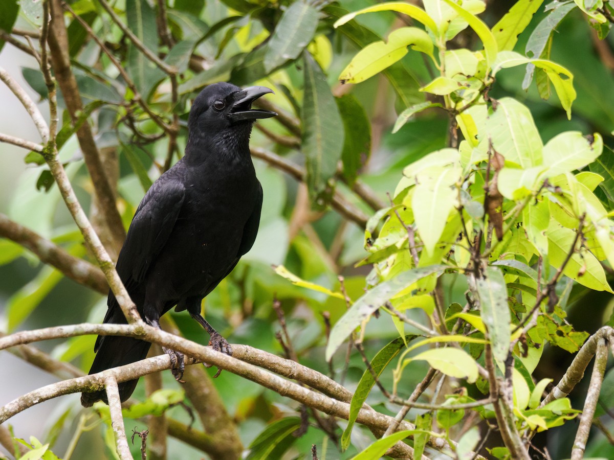 Large-billed Crow (Indian Jungle) - ML631369909