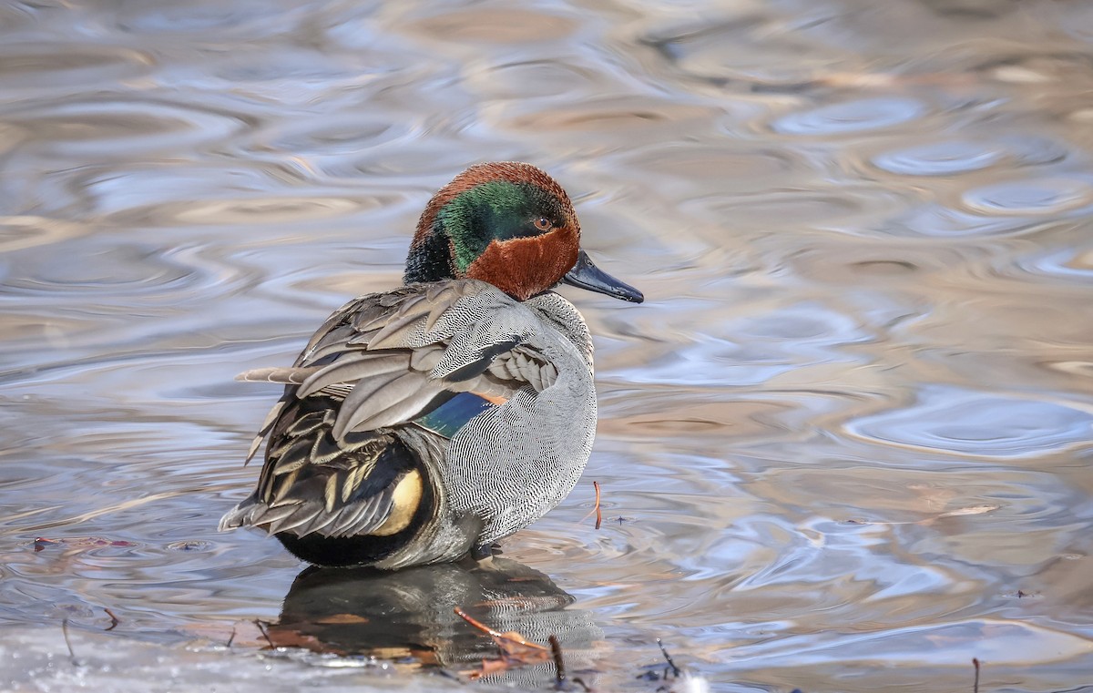 čírka obecná - ML631369916