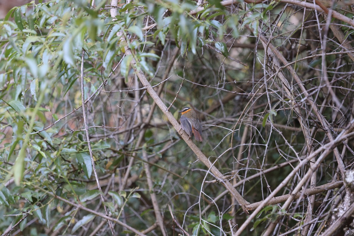 Gray-winged Robin-Chat - ML631370082