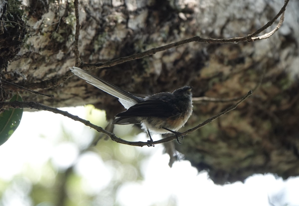 New Zealand Fantail - ML631370120