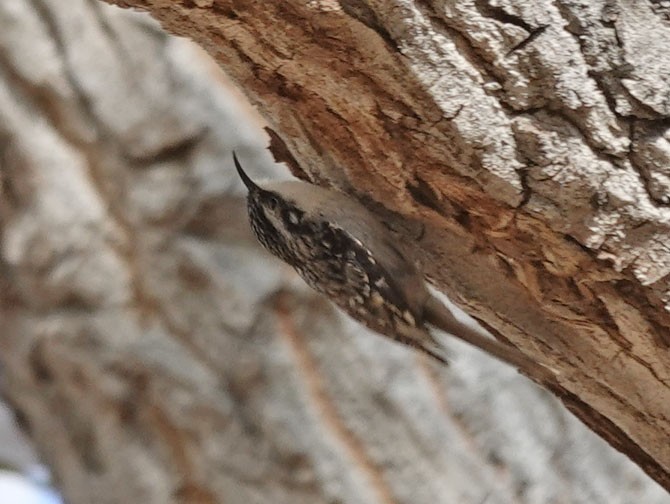 Brown Creeper - ML631370204