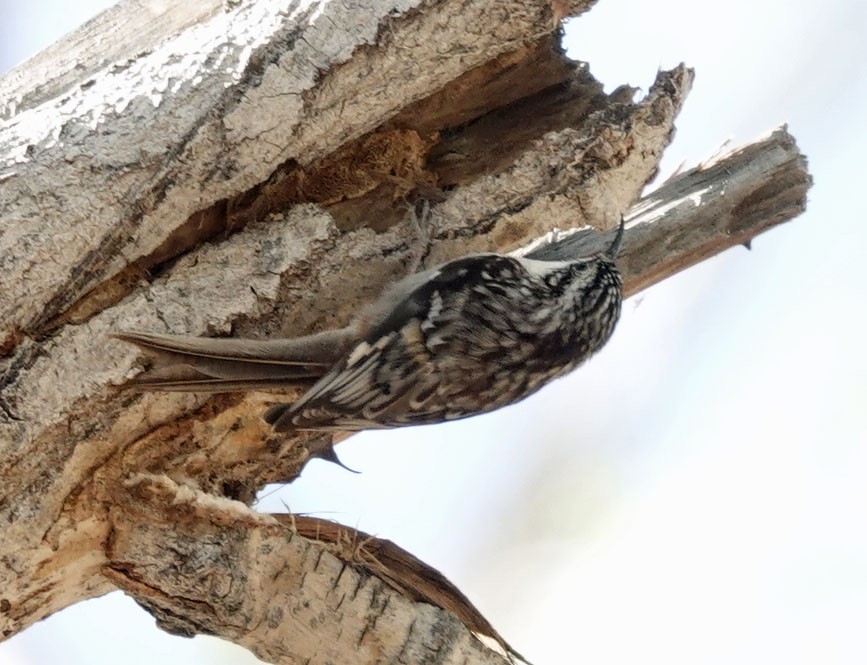 Brown Creeper - ML631370205