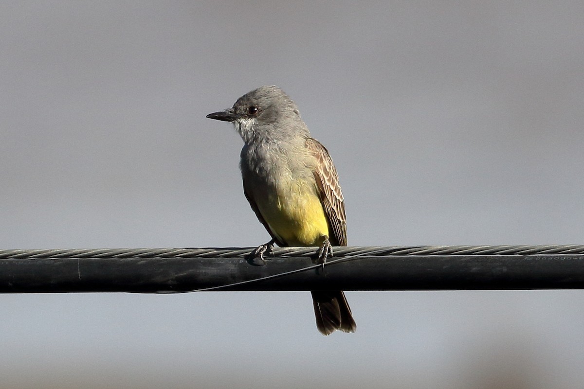 Cassin's Kingbird - ML631370338