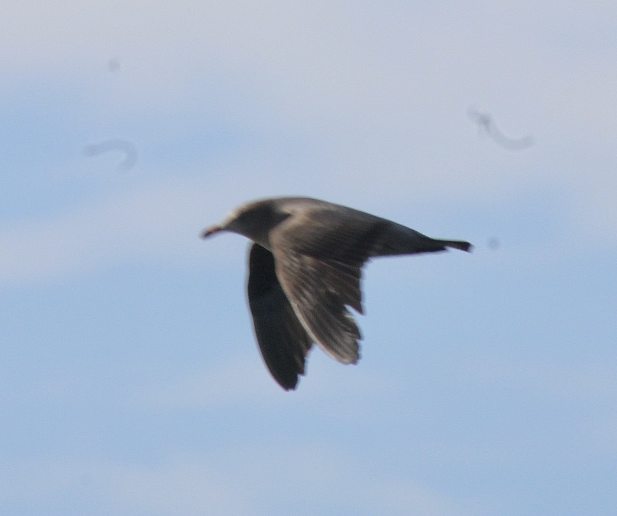Heermann's Gull - ML631370341