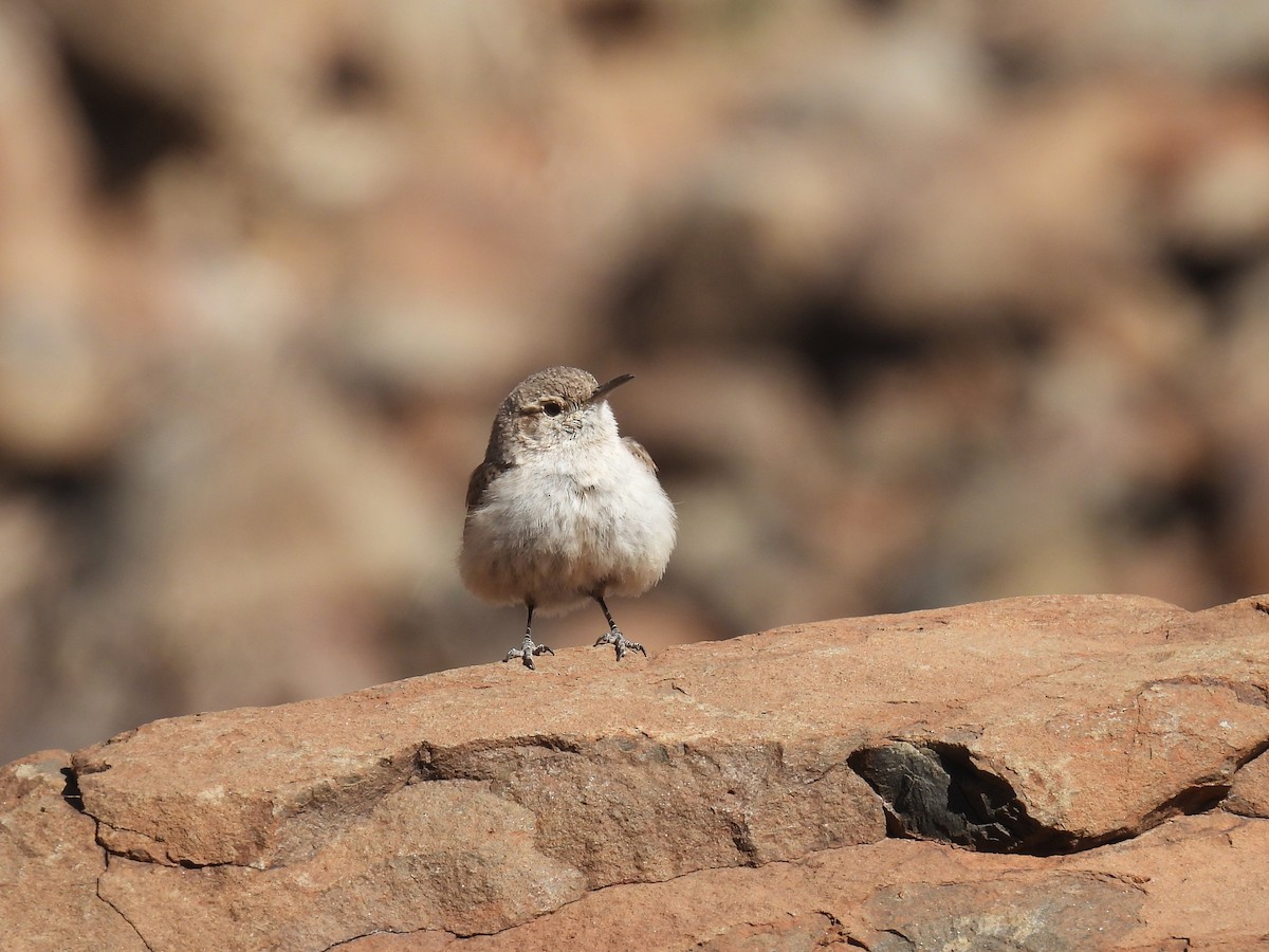Rock Wren - ML631370657