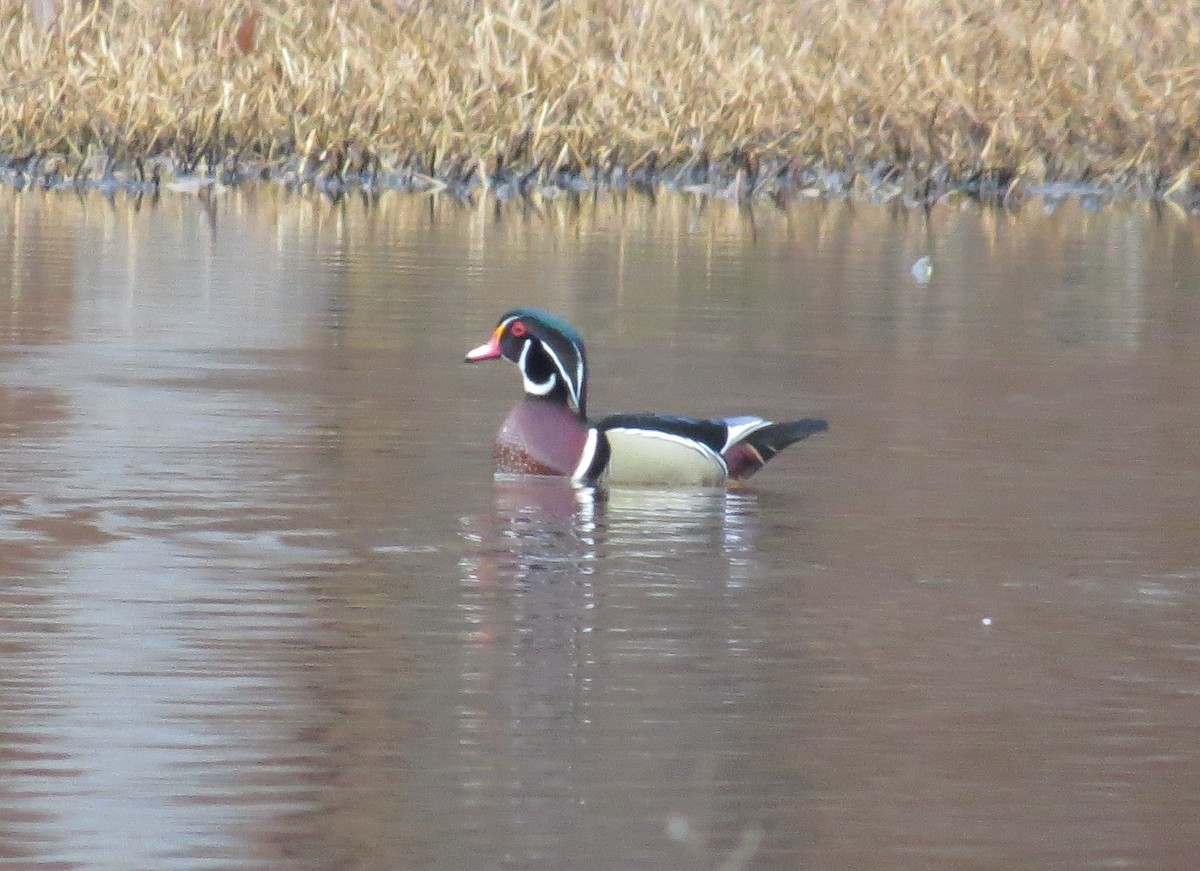 Wood Duck - ML631370700