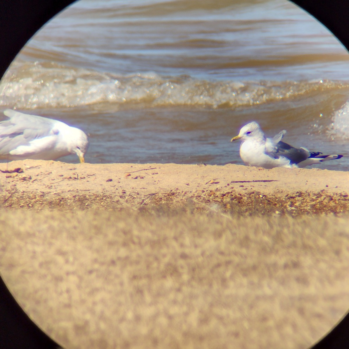 Short-billed Gull - ML631370827