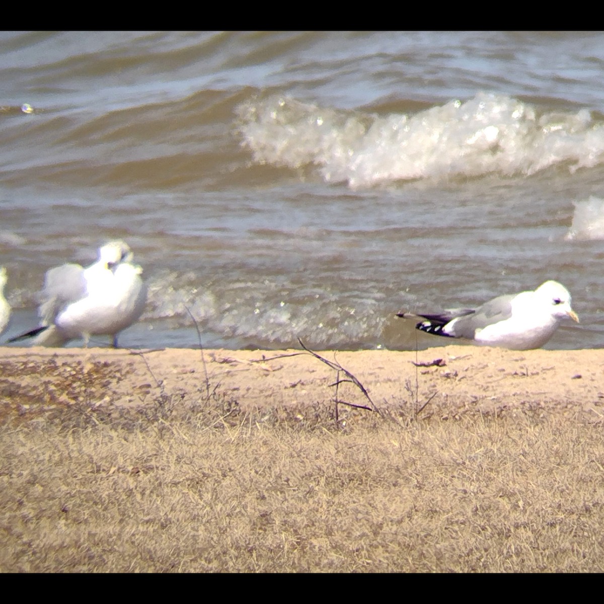 Short-billed Gull - ML631370830