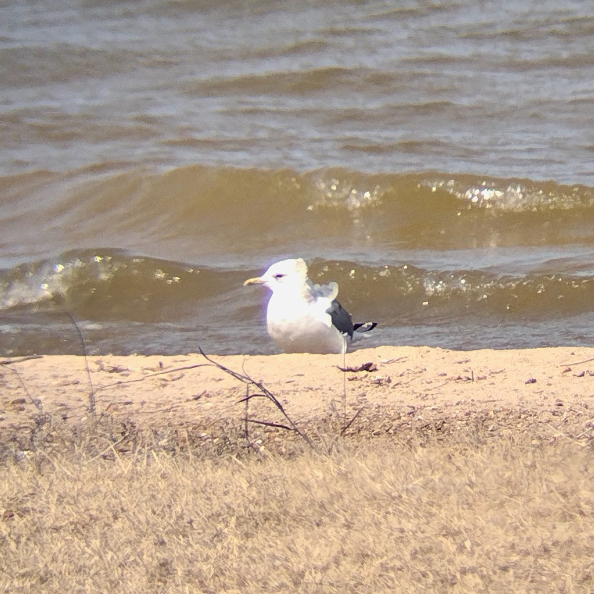 Short-billed Gull - ML631370834