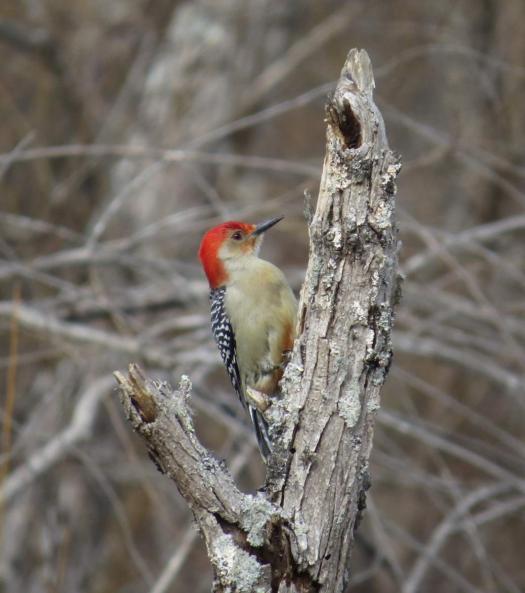 Red-bellied Woodpecker - ML631370866