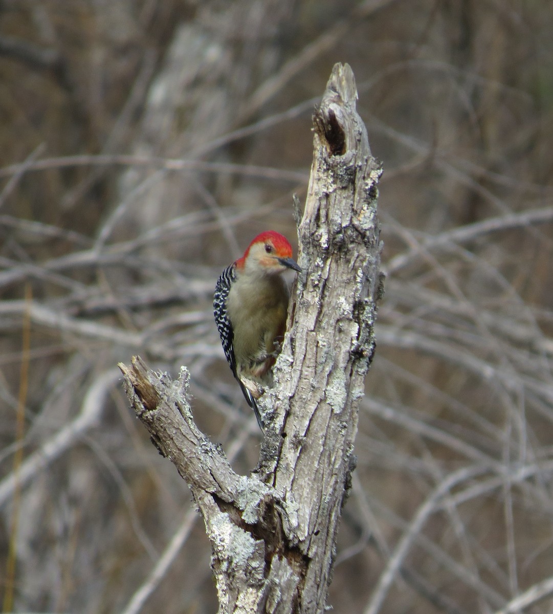 Red-bellied Woodpecker - ML631370867
