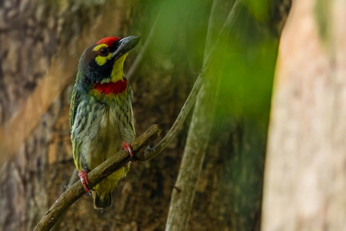 Coppersmith Barbet - ML631371042