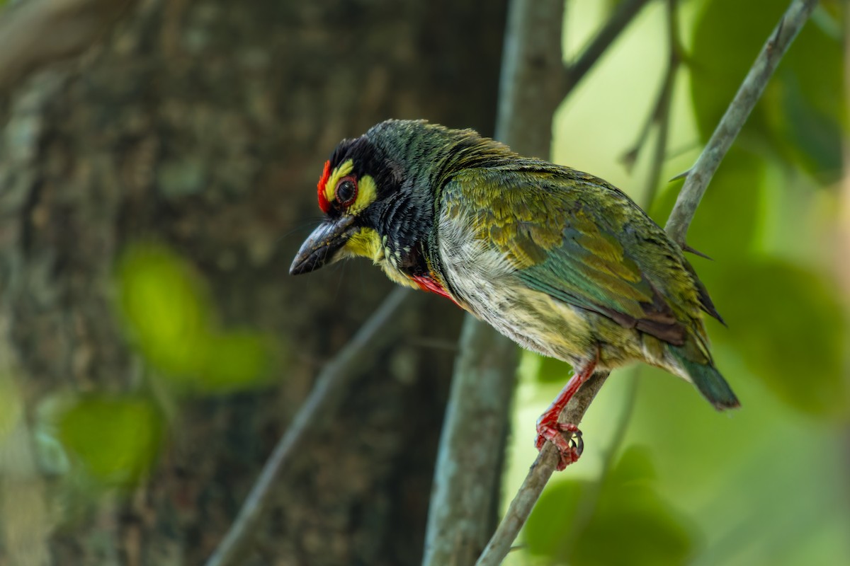 Coppersmith Barbet - ML631371050