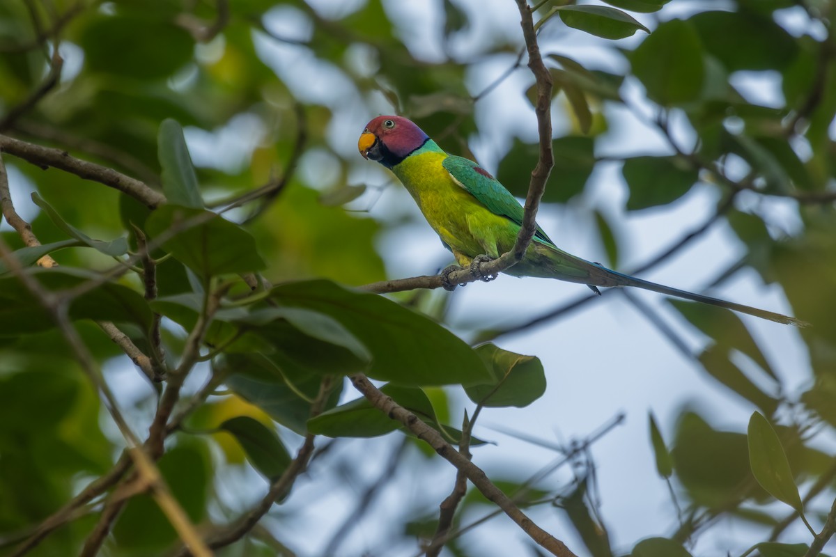 Plum-headed Parakeet - ML631371080