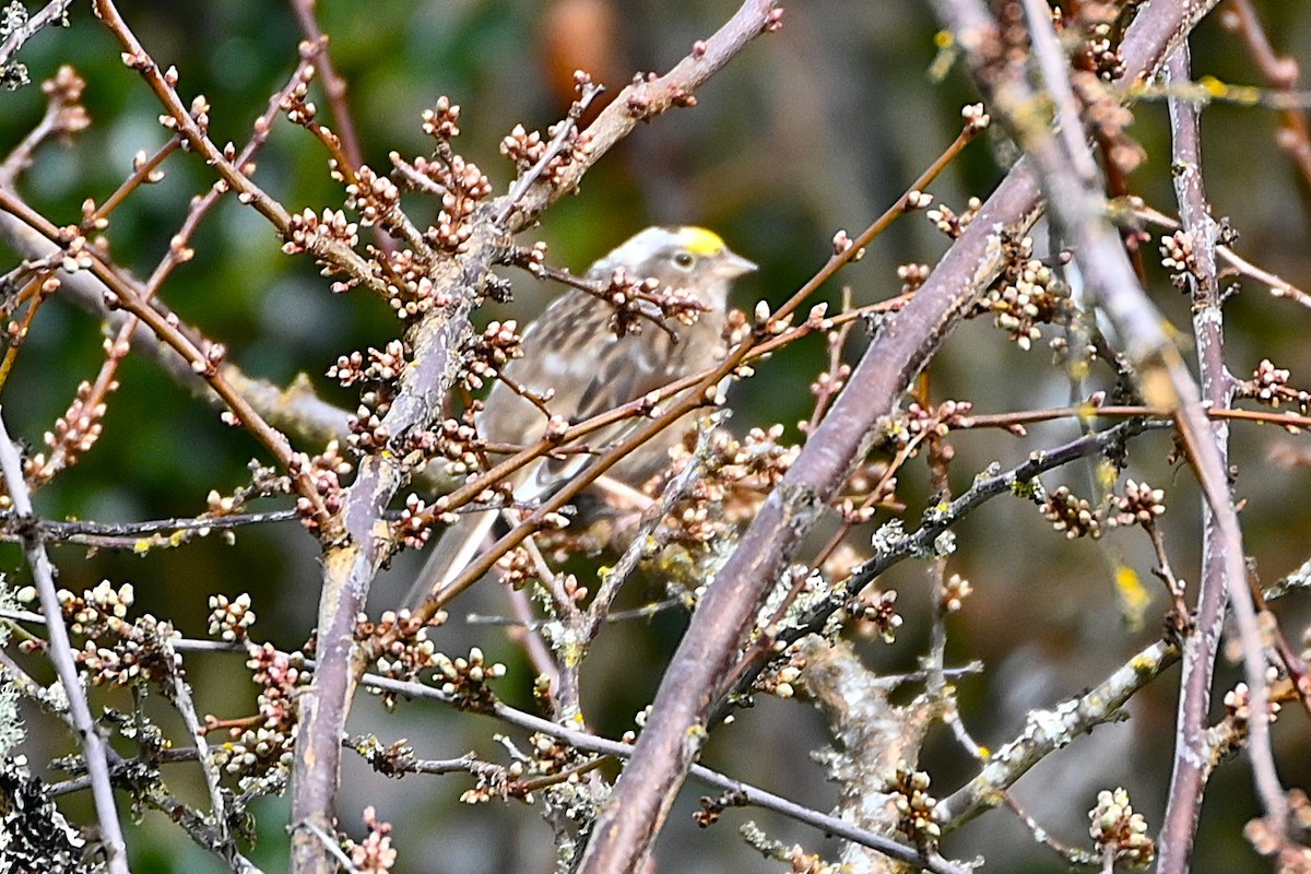 キガシラシトド - ML631371083