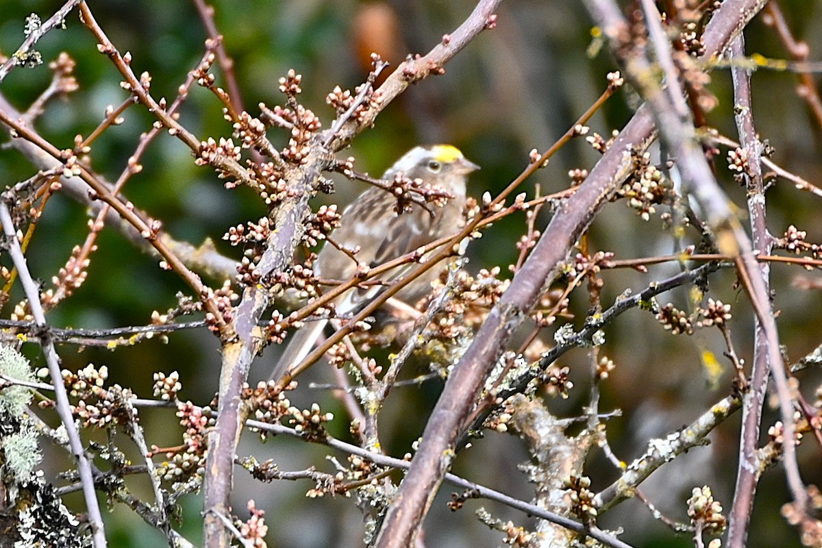 キガシラシトド - ML631371089