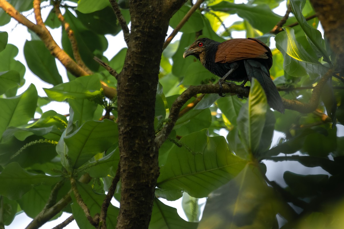 Greater Coucal - ML631371098