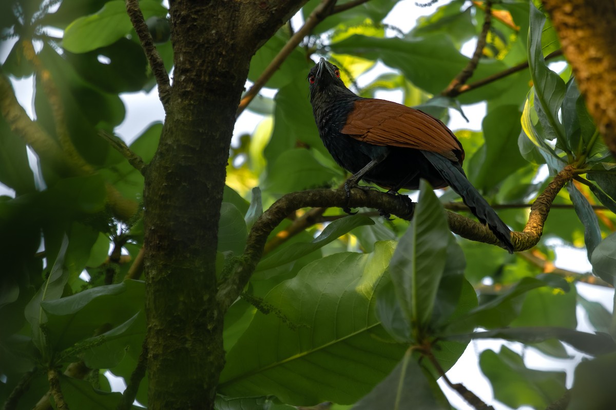 Greater Coucal - ML631371122