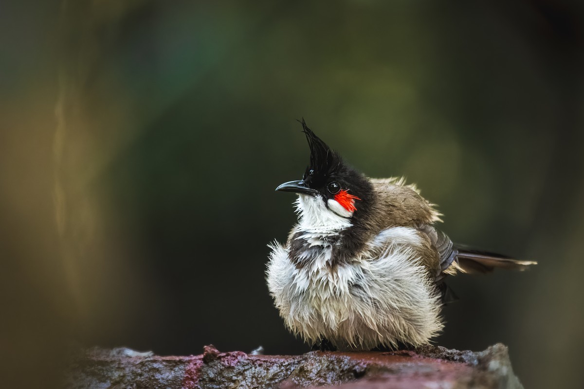 Red-whiskered Bulbul - ML631371155